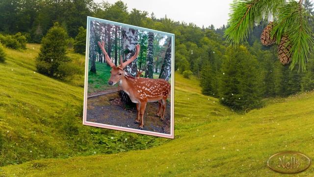 В стране оленьей