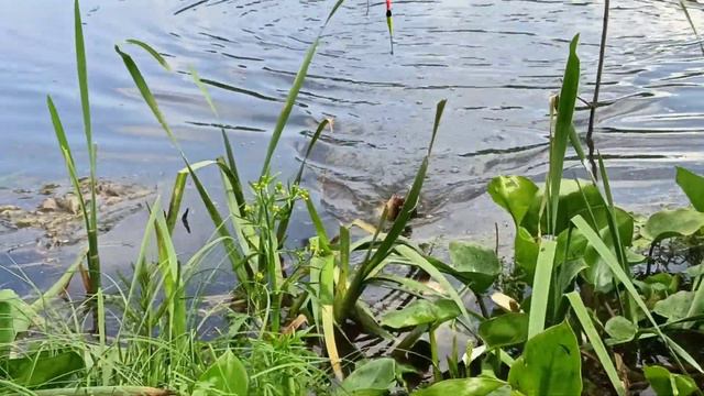 Поклёвка карася вываживание белые дачи