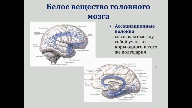 Анатомия. Морфофункциональная характеристика конечного мозга