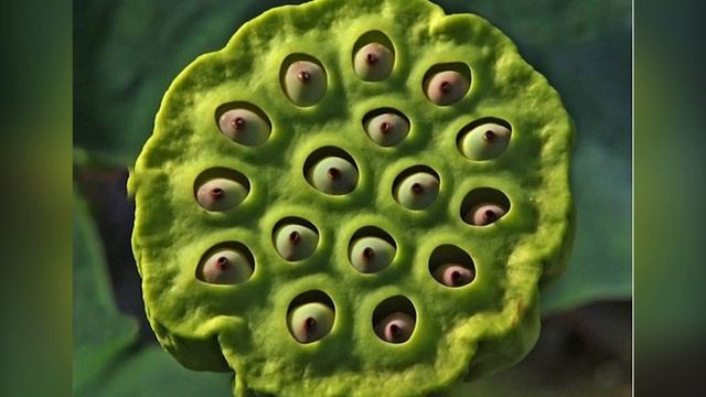 Трипофобия №3 - качественные изображения из зарубежного интернета