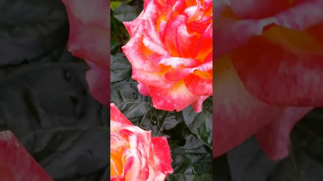 Клематис или роза- кто круче?