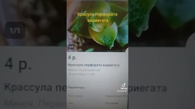 Крассула перфората вариегата.