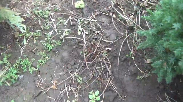 Co Słychać W Ogrodzie? Nowe Powojniki. | Ogród Jadzi #23