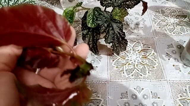 Смотрим, что укоренилось плюс цветочные новости.