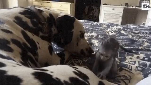 508fed085c4462d50693185747a76df9