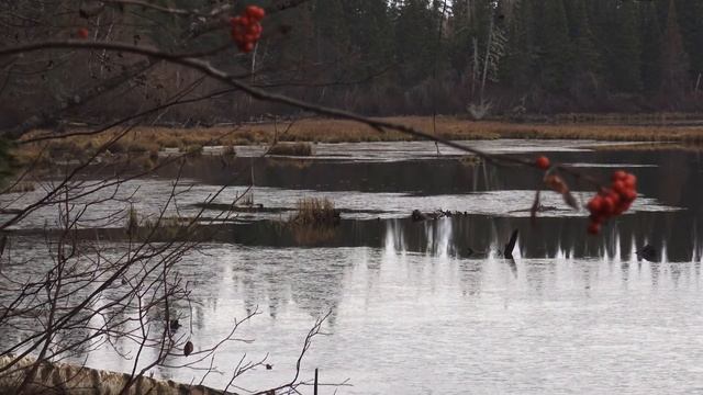 Тайга  Поздняя осень