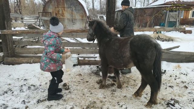 Отбился от рук. Педикюр для пони. Сколько сена на неделю?/ Семья Фетистовых