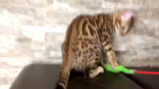 Traverrtino Brizella