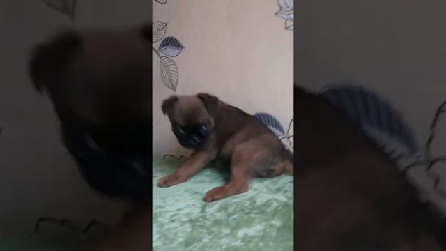 A5d0f4a72ab9bfe06d60d23849a46eb7