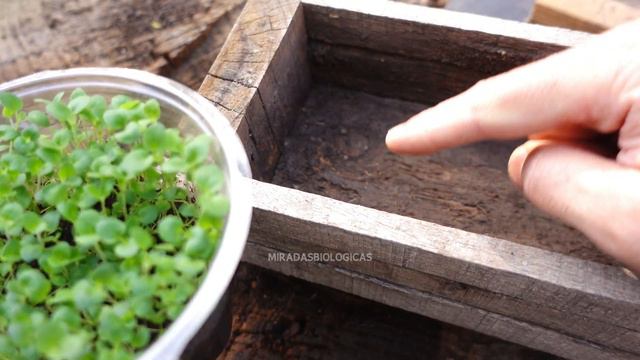 Cómo Sembrar  ORÉGANO En Casa🌿