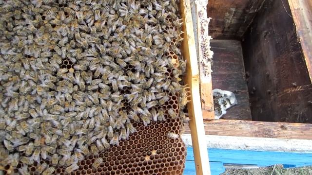 1 Часть.ПРОСТО ШОК!!!ПЕРЕСАДКА ЧЕТЫРЁХ РАМОЧНЫХ ПАКЕТОВ В УЛЕЙ от А до Я ДЛЯ НАЧИНАЮЩИХ.???