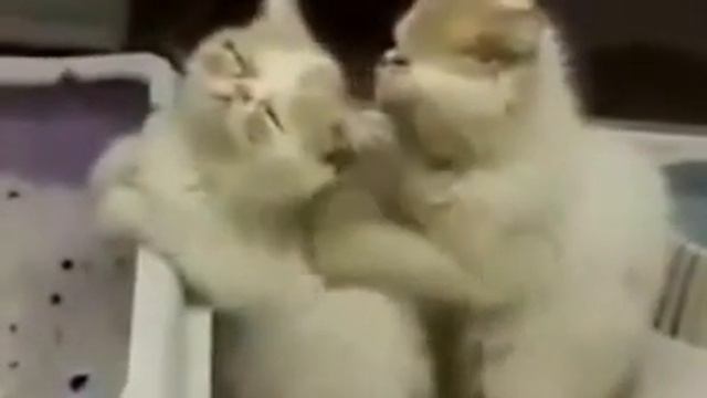 Кот делает массаж кошке.