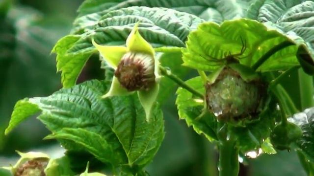 МАЛИНА ФАЛЛГОЛД ПОСЛЕ ЛИВНЯ