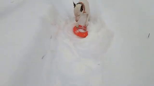 Бультерьер в снегу