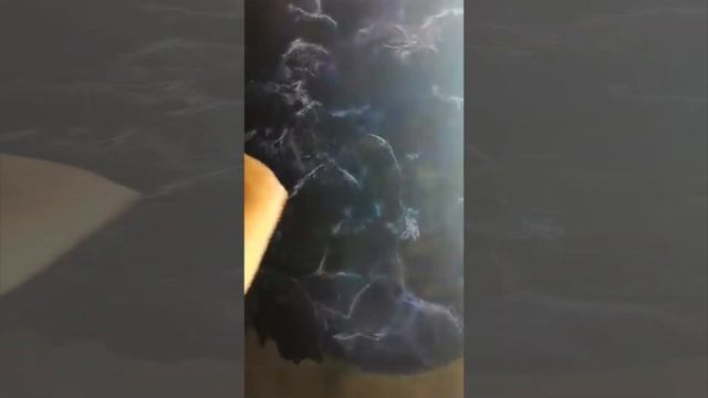 Нанесение декоративной штукатурки