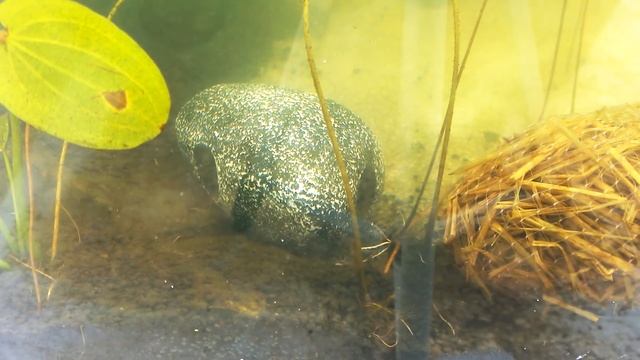 Making A Lotus Aquarium Set Up - DIY