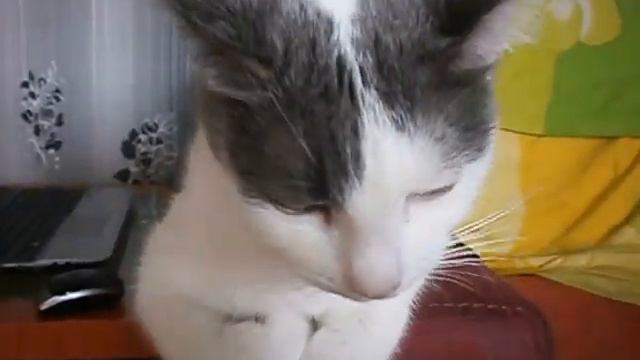 Про мою кошку и ее котят.