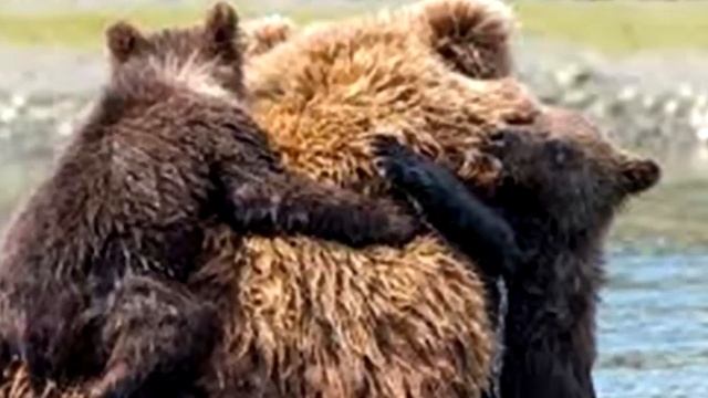Медведица не могла спасти медвежат. Но то, что сделал мужчина ужасает