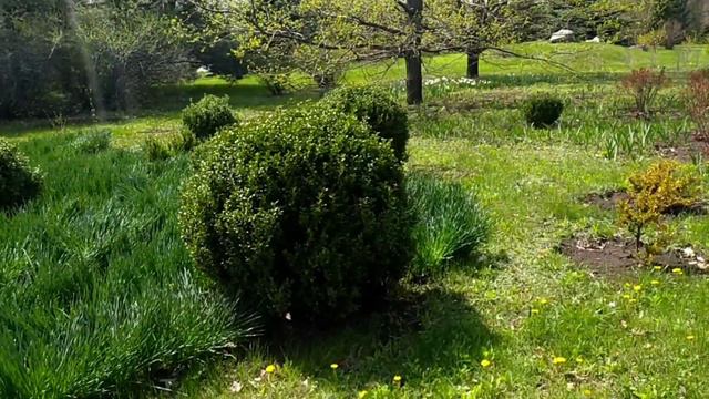 Прогулка по ботаническому саду 25 апреля 2022г.