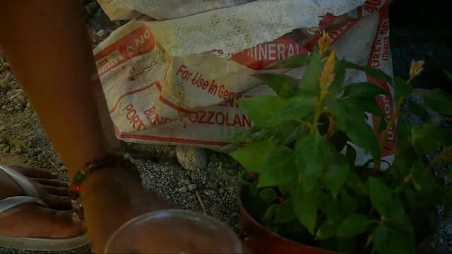 PAANO MAGTANIM NG CELOSIA | Celosia Propagation From Seeds