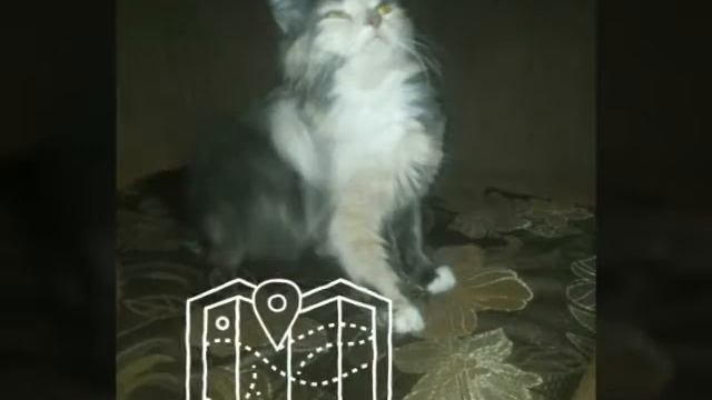 Моя  кошка   хочет гулять!!!