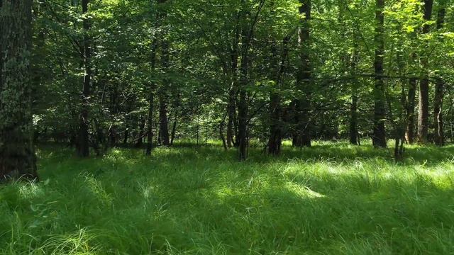 11 мая 2021 ДЕНЕЖНОЕ Новолуние в Тельце. Что нужно делать в этот период.