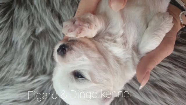 Puppies ~ Coton De Tulear ~ FIGARO & DINGO
