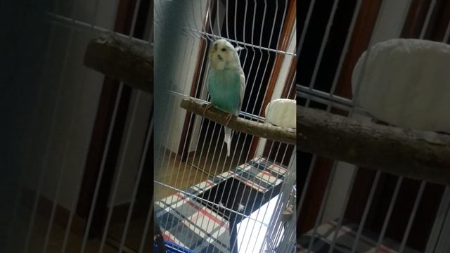 Попугай чихает или кашляет?