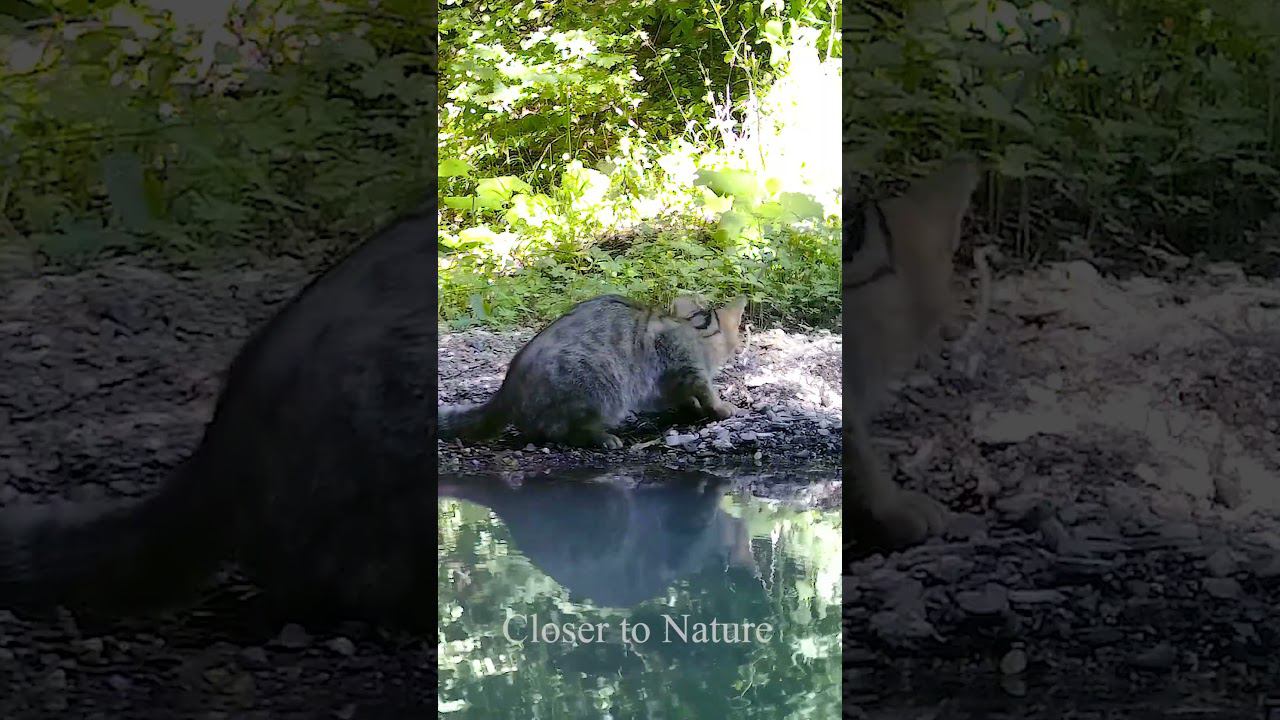 Лесной Кот охотится на Бабочек / Wildcat Catches Butterflies
