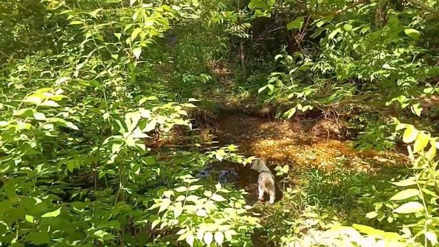 Just A Walk And Talk With My Dog