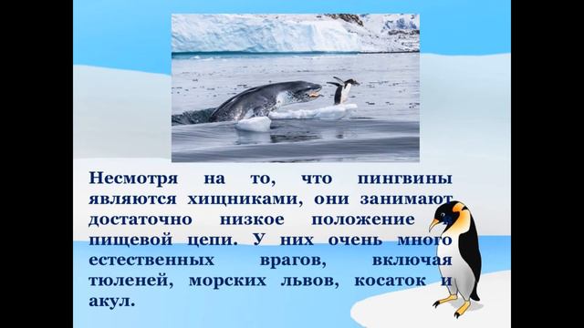 Электронная экологическая презентация «Пингвин – необычная птица»