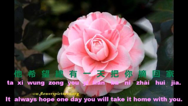 鄧 麗 君 - 山 茶 花 - Camellia Flower - Lyrics, & Translation