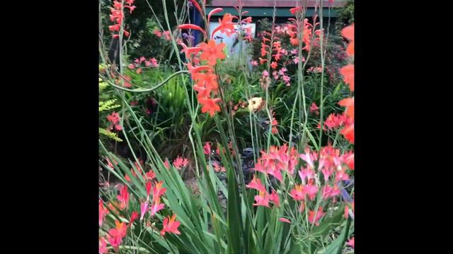 Daniel Sparler And Watsonia Meriana - NHS Board Members Present