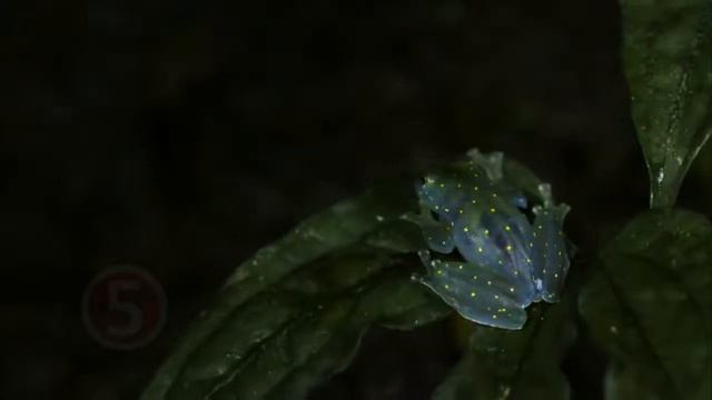 10 ПОРАЗИТЕЛЬНЫХ ПРОЗРАЧНЫХ ЖИВОТНЫХ