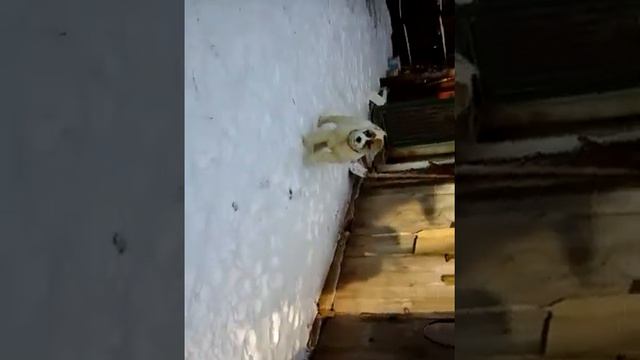 УСМАНЬ-САО ЖУДА-ЖАРИДА -4  мес-продажа!!!!