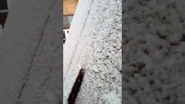 Сарай шалаш с выгулом для поросят, поросята лыжники.