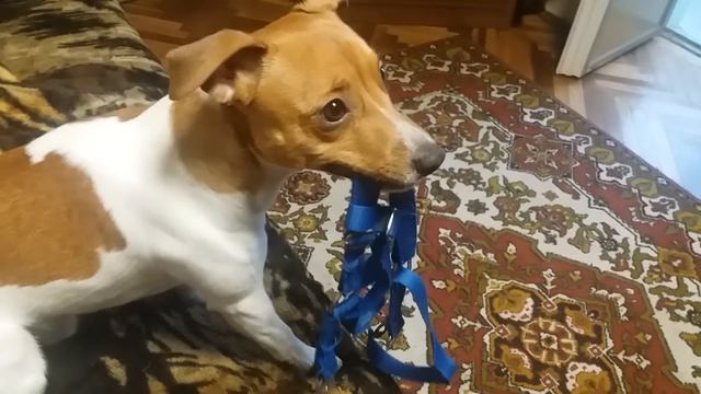 Атос говорящий пес! ржач,смешные животные,приколы с собаками,приколы с животными Humorous YouTube