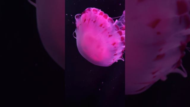 Красота Медузы