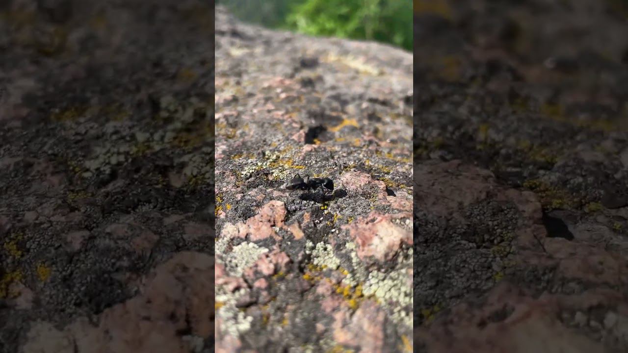 Маленькая жизнь в огромном мире #рекомендации #россия #сибирь #горы #путешествия #туризм