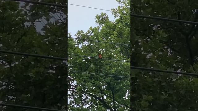 Так щебечет красная птица Кардинал