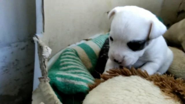 Щенки смеси Джек Рассела и мопса