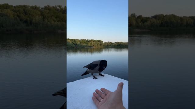 Дерзкий как ворон 2.0… учу культуре 🤣 #беларусь #гомель