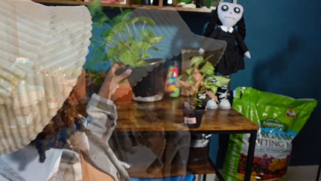 Syngonium Plant Care +SHOPPING For NEW SYNGONIUMS @ A BIG BOX STORE! Syngonium PINK ALLUSION 😱 💚