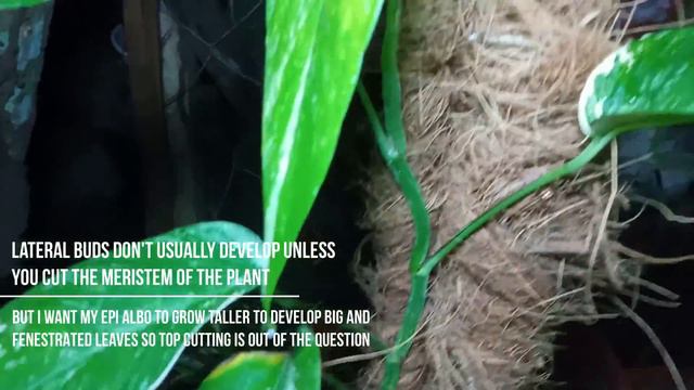 How To Grow Multiple Shoots Fast. | Epipremnum Pinnatum Albo