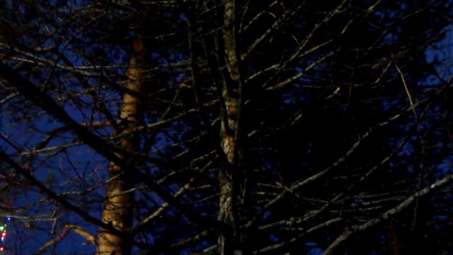 Белка ругается.Protein Swears.mp4