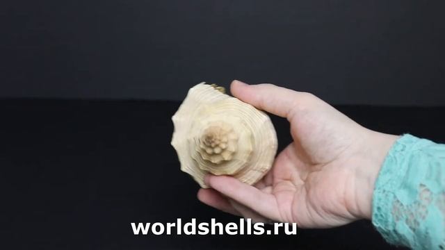 Ракушка Хемифусус Туба (Hemifusus Tuba) 22 см.