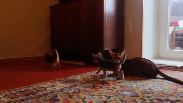 4f7f0365a288bd852c0cf0e1107cd67b