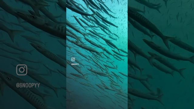 Стая барракуд в сиамском заливе