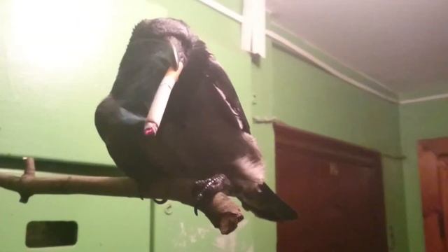 Ворона грустит