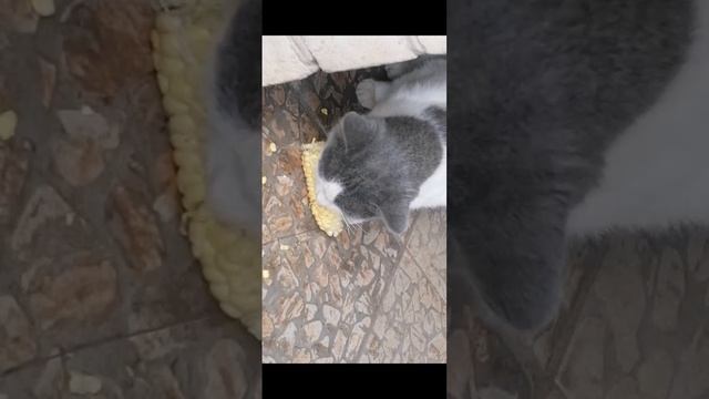 D3735bdb6444e6a5d12d4be43d3830c4